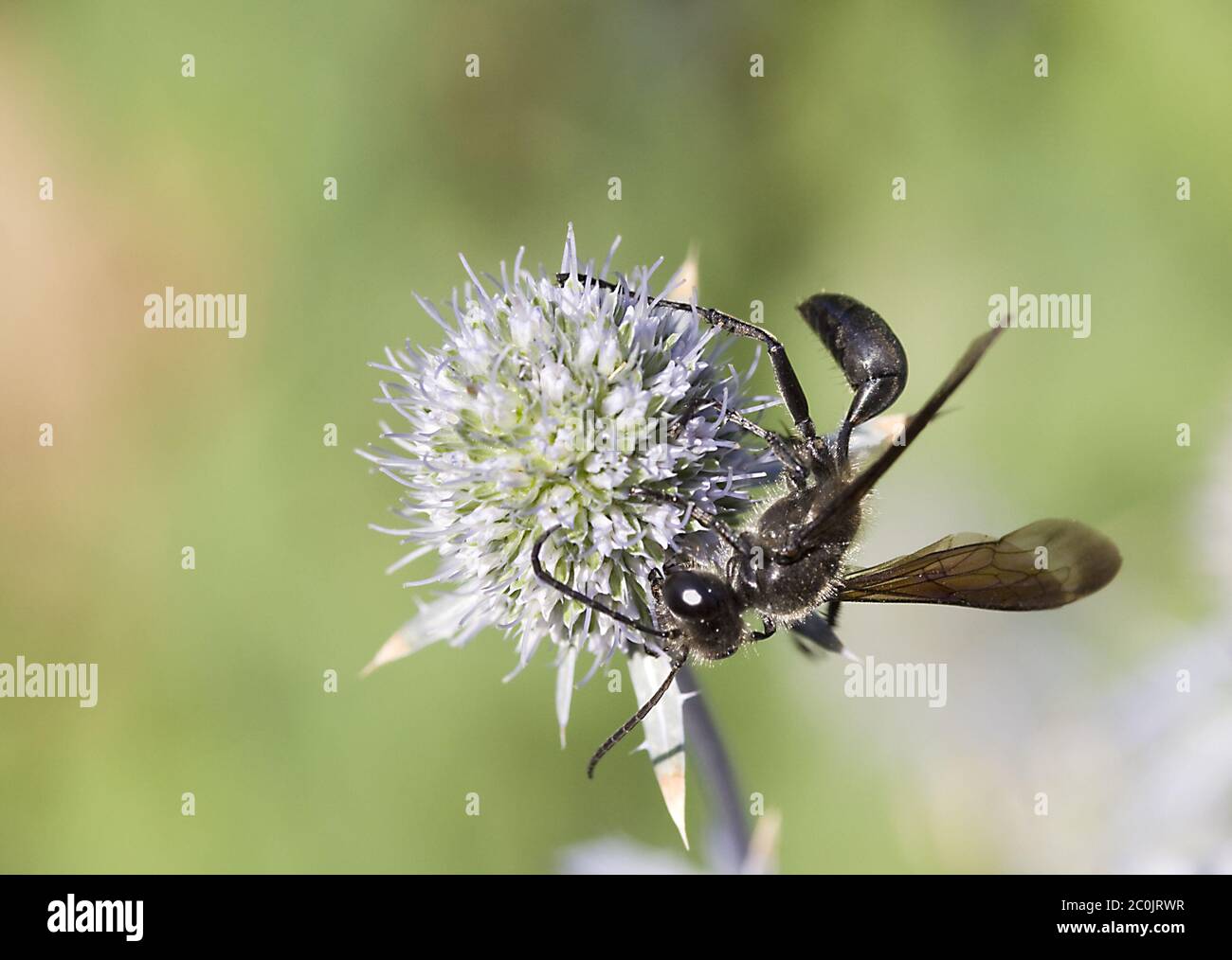 Grasscarrying wasp 'Isodontia mexicana' Stock Photo Alamy