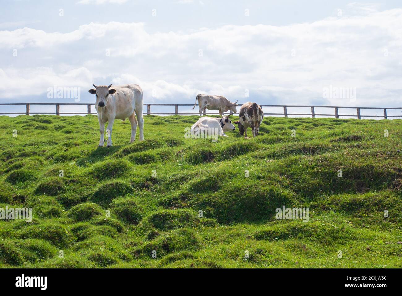 Cows in the paddock on the hill eat fresh green grass. Against the background of sky and clouds. Bright sunny summer day. Space for text. Stock Photo
