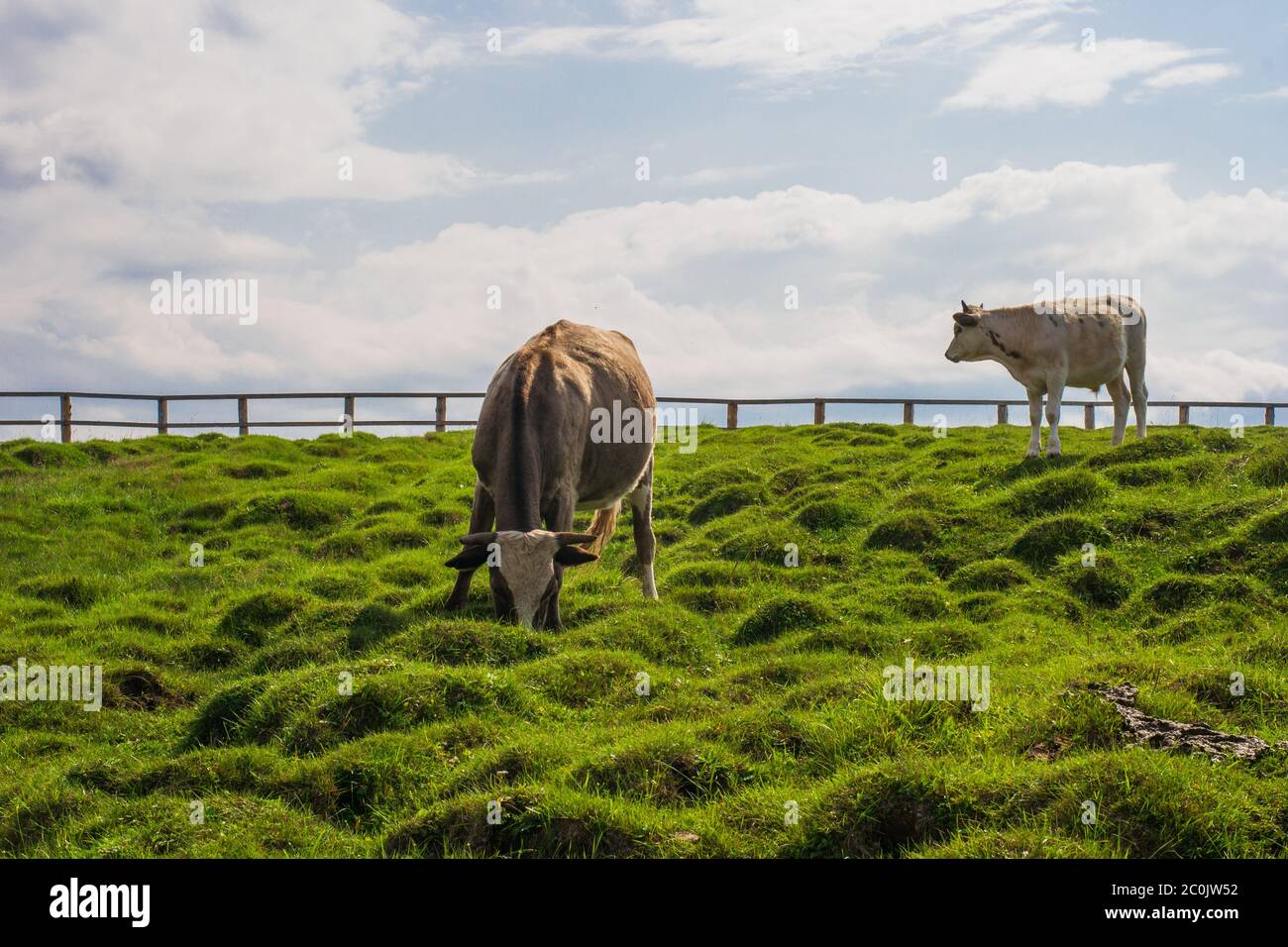 Cows in the paddock on the hill eat fresh green grass. Against the background of sky and clouds. Bright sunny summer day. Space for text. Stock Photo