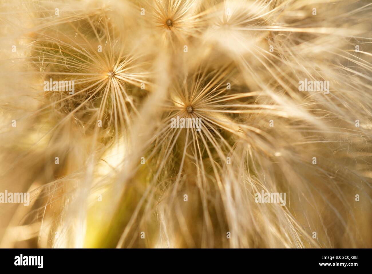 Dandelion seeds blowing away in the wind Stock Photo Alamy