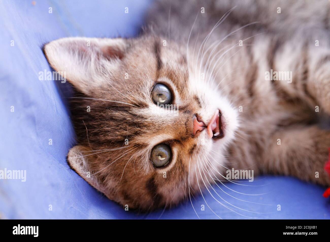 Close up photo of a cute small cat Stock Photo