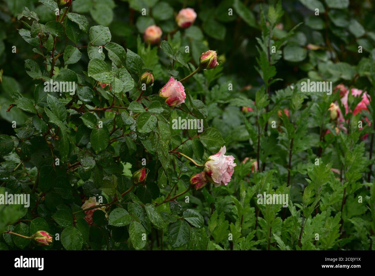 Pink Tea Roses Lovely and romantic blooms of the Hybrid Tea rose cultivar 'Double ...