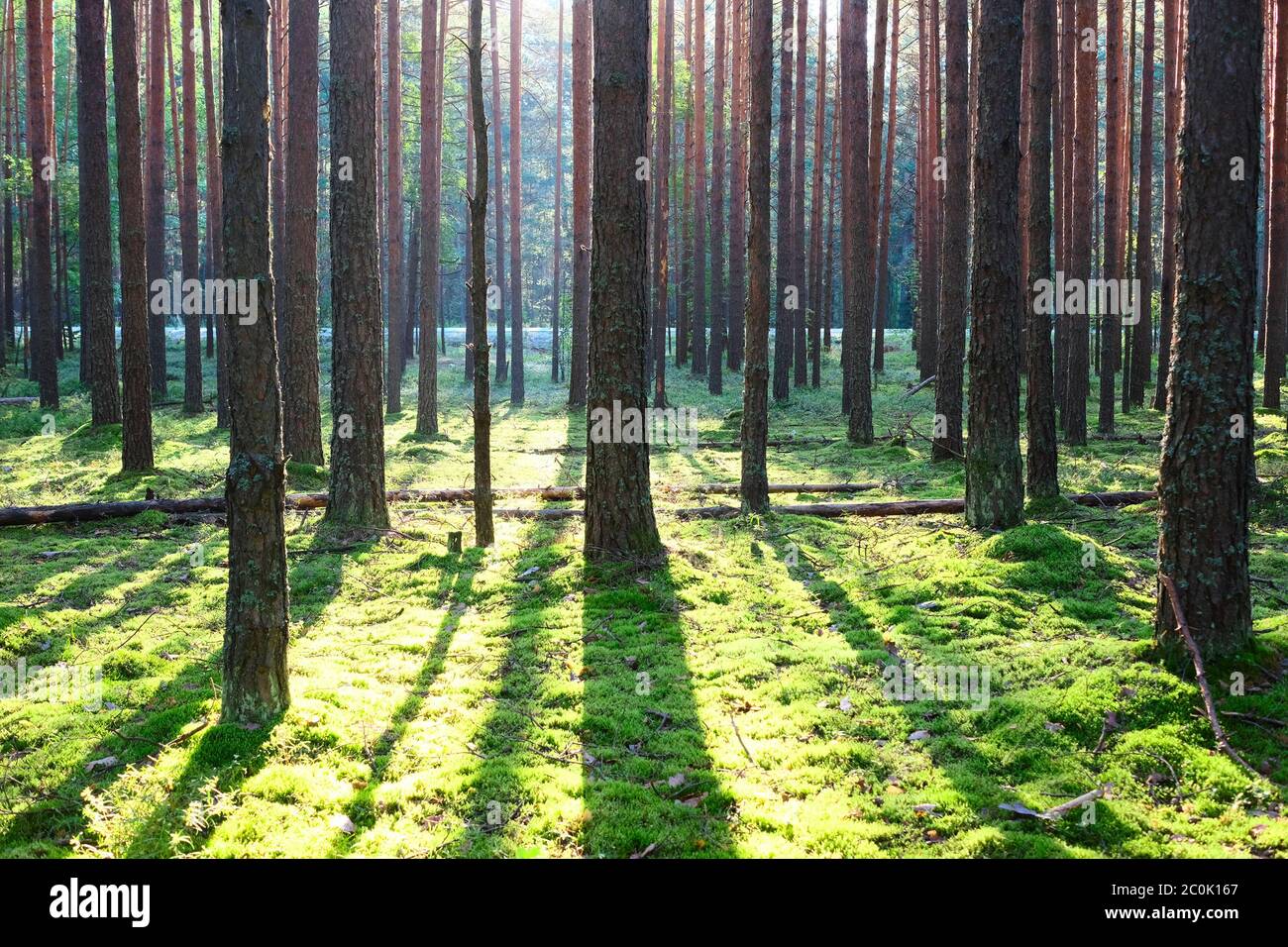 Sunrise in pine forest Stock Photo - Alamy
