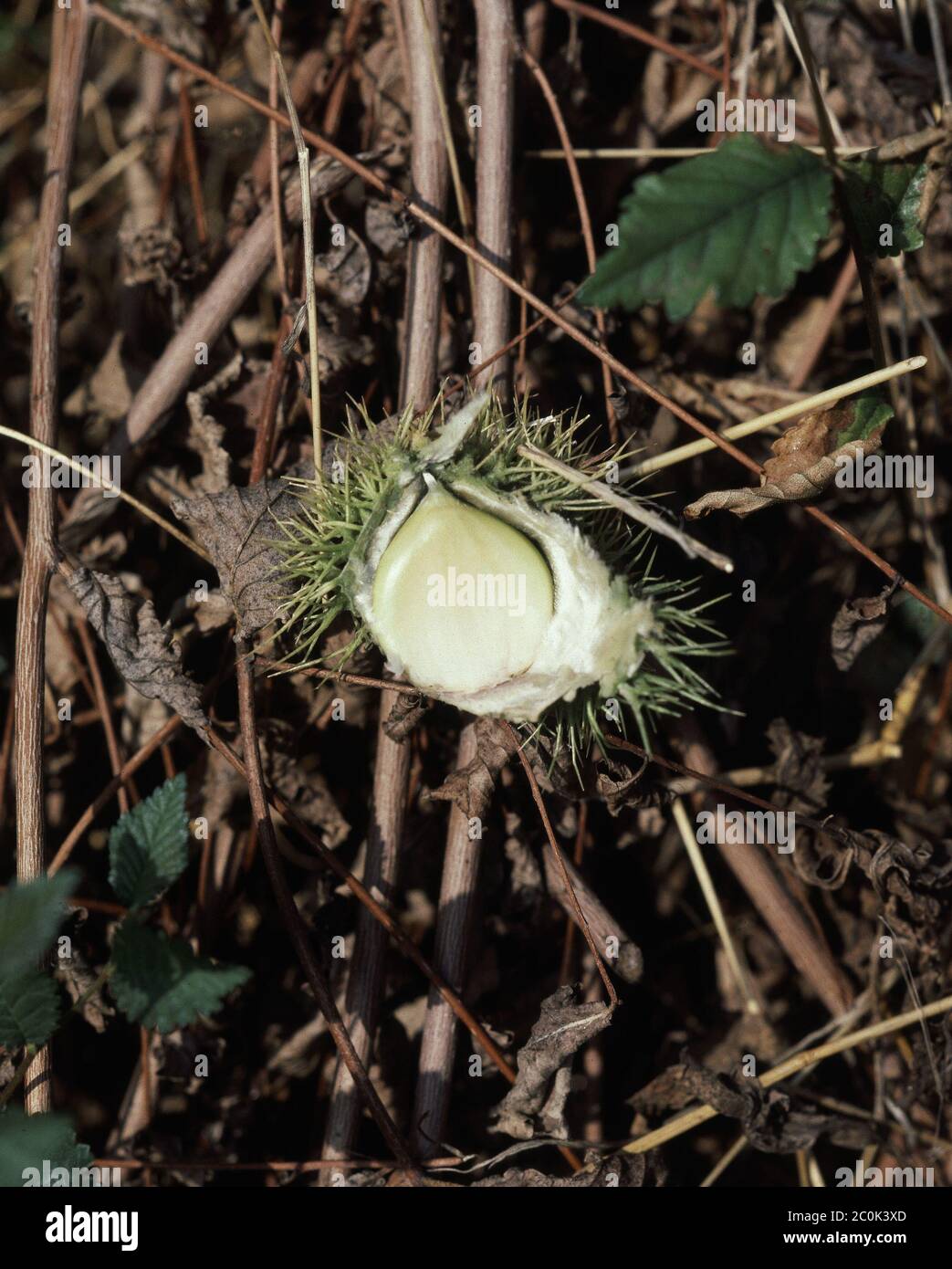 Castañas hi-res stock photography and images - Alamy