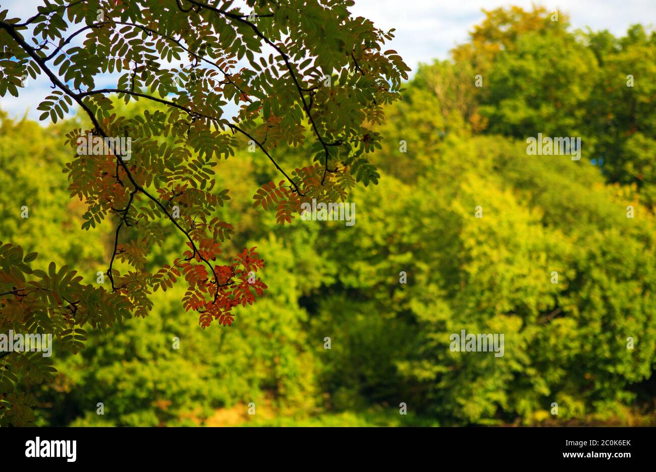 Bright colored leaves on the branches  hanging over the water. Stock Photo