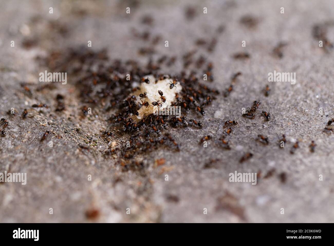 Photo lot of ants on the bread Stock Photo Alamy