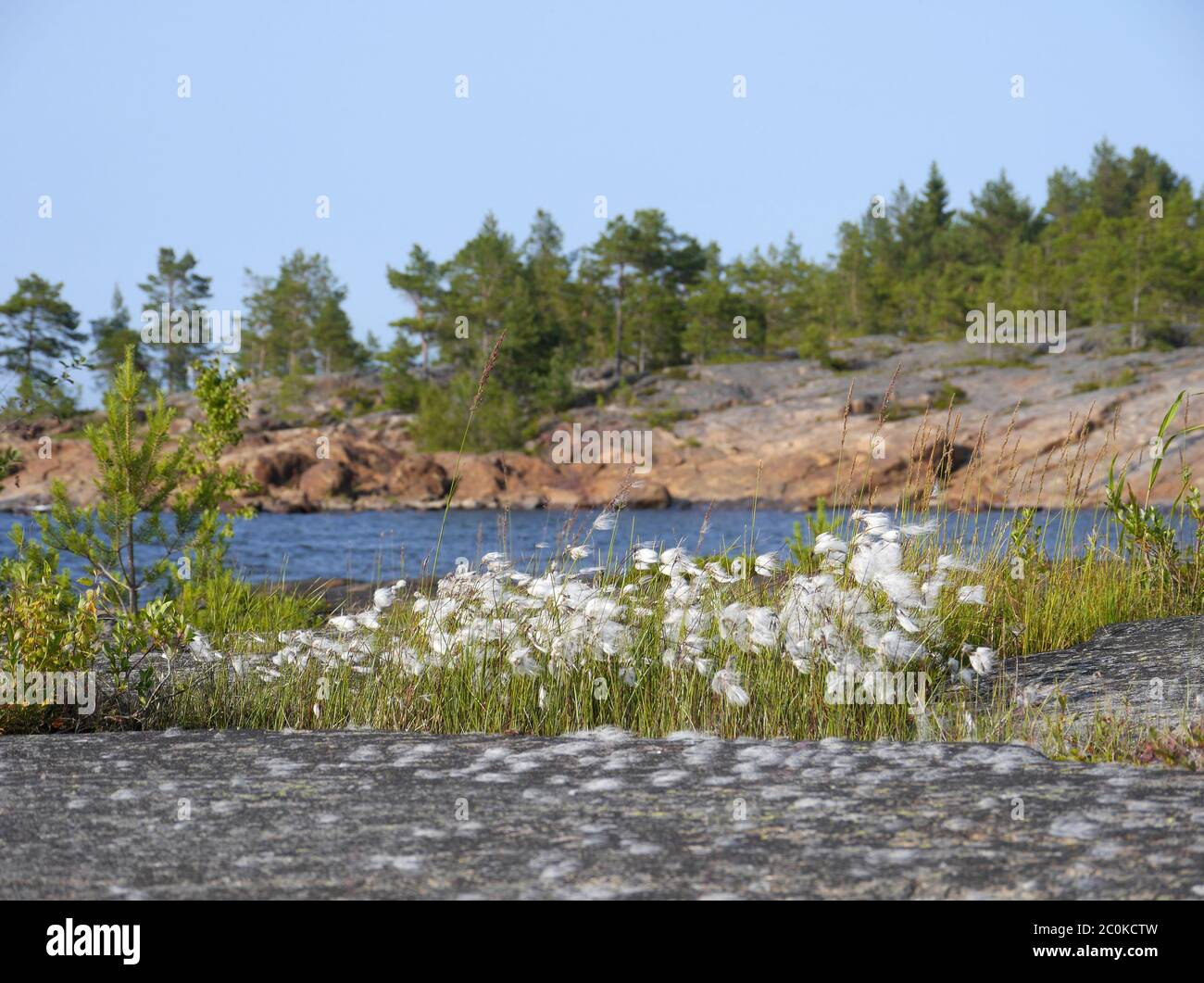 cotton grass, coastal landscape in finland Stock Photo Alamy