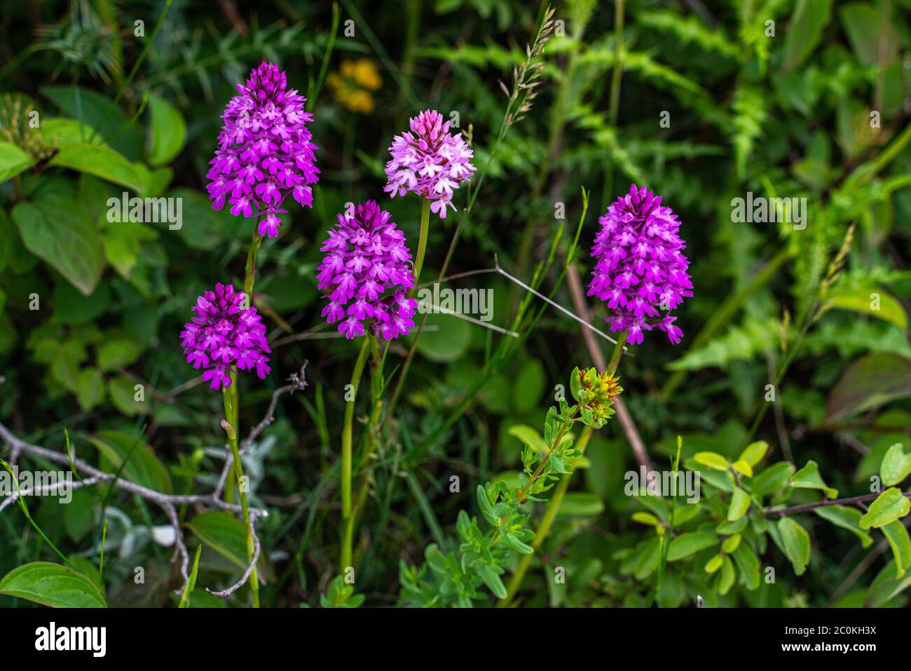 orchids bloom, Anacamptis pyramidalis Stock Photo