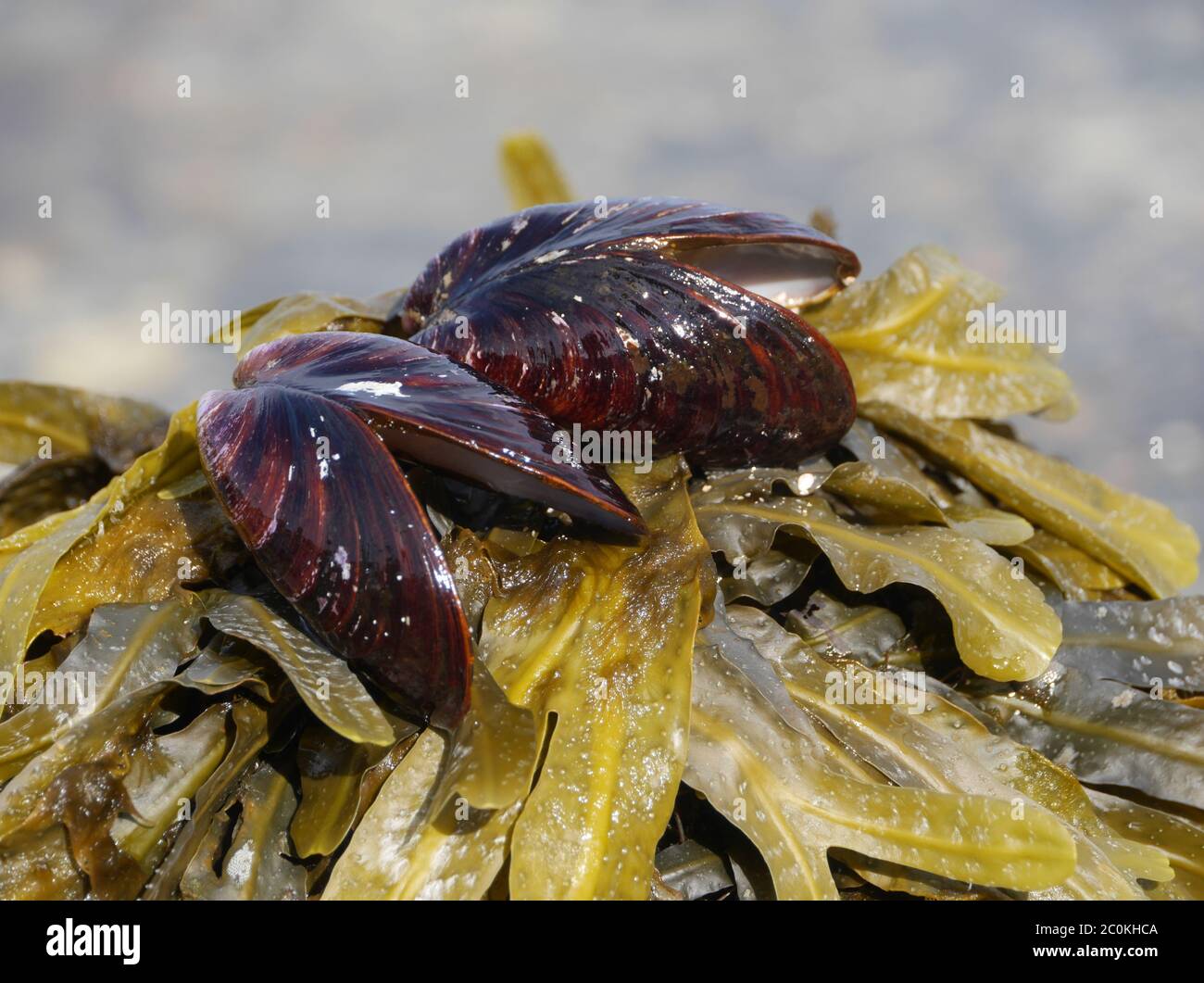 mussels and seaweed Stock Photo Alamy