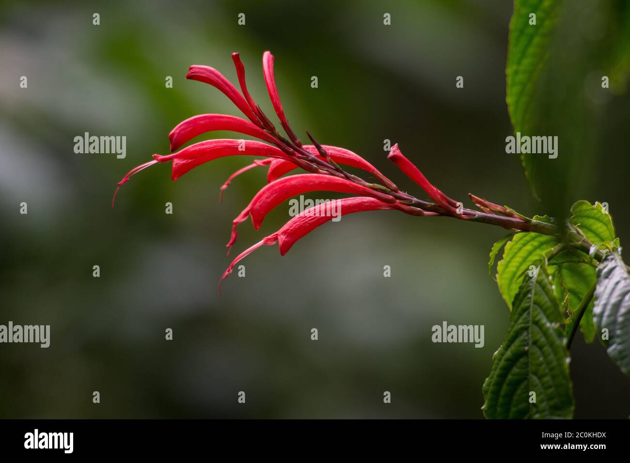 Flower of Razisea spicata, Acanthaceae, Monteverde Cloud Forest Reserve, Costa Rica, Centroamerica Stock Photo
