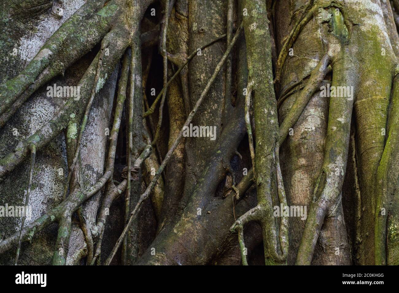 Strangler Fig, Ficus aurea, Moraceae, Corcovado National Park, Osa Peninsula, Costa Rica, Centroamerica Stock Photo