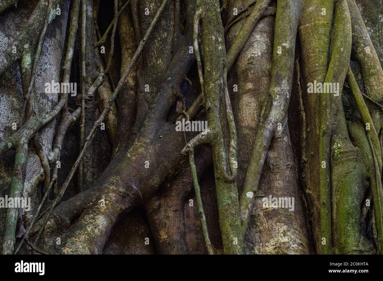 Strangler Fig, Ficus aurea, Moraceae, Corcovado National Park, Osa Peninsula, Costa Rica, Centroamerica Stock Photo