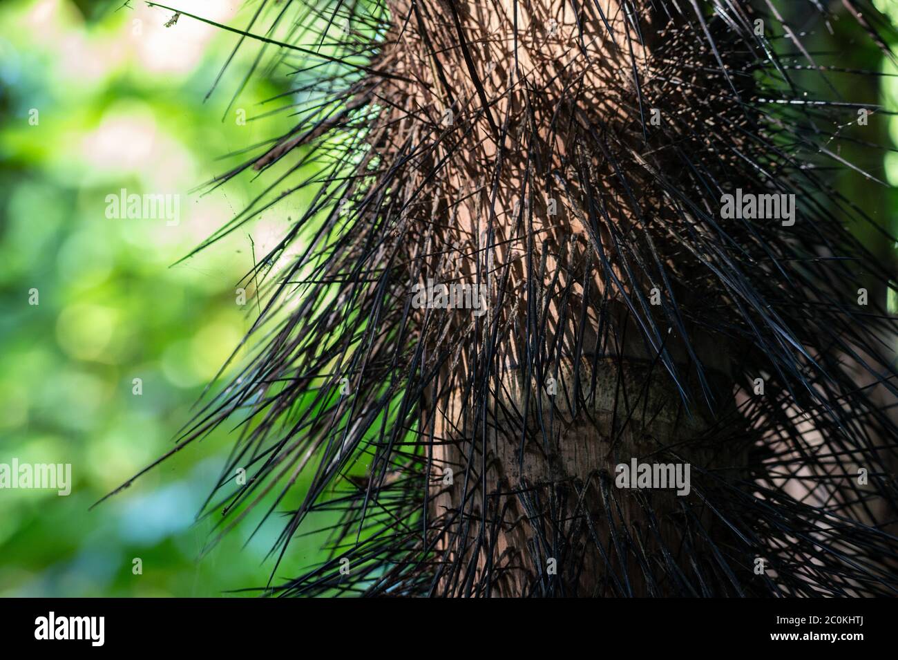 Peach palm. Bactris gasipaes, Arecaceae, Corcovado National Park, Osa Peninsula, Costa Rica, Centroamerica Stock Photo