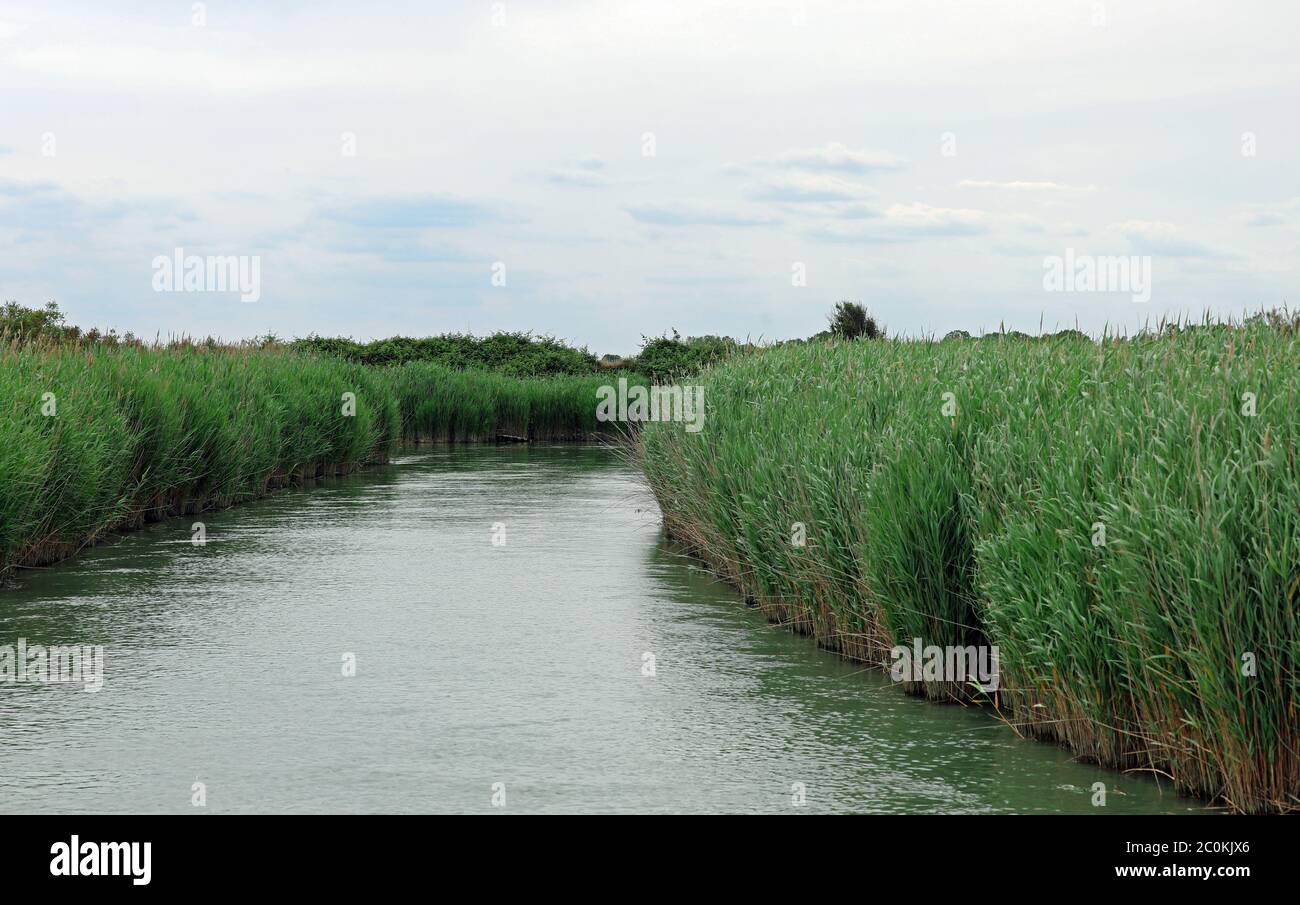 River With Reeds Marshy river bank reeds hi-res stock photography and images - Alamy