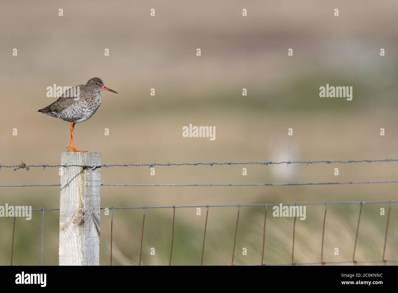 A Common Redshank (Tringa totanus) displays on its breeding grounds on North Uist, western Scotland. Stock Photo