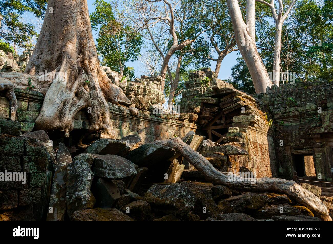 Tree on a temple at Ta Prohm Stock Photo - Alamy