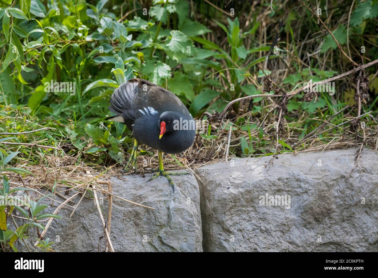 A Moorhen Gallinula in the undergrowth at Trenance Boating Lake in Trenance Gardens in Newquay in Cornwall. Stock Photo