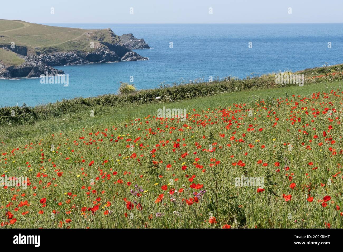 The spectacular sight of Common Poppies Papaver rhoeas growing in a field overlooking Polly Porth Joke as part of the Arable Fields Project on Pentire Stock Photo