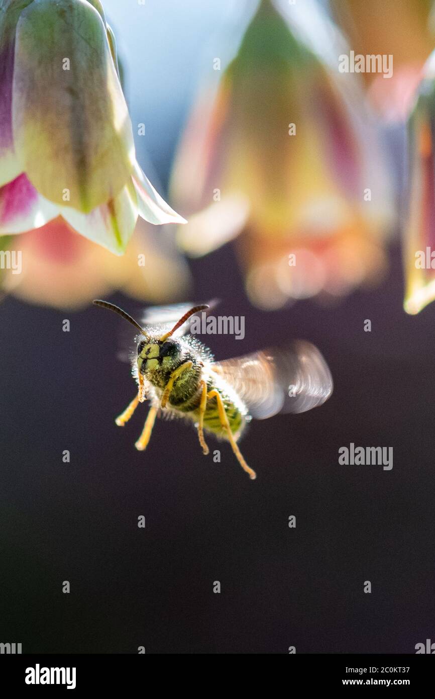 Wasp covered in pollen flying towards a Nectaroscordum siculum - sicilian honey garlic flower - Scotland, UK Stock Photo