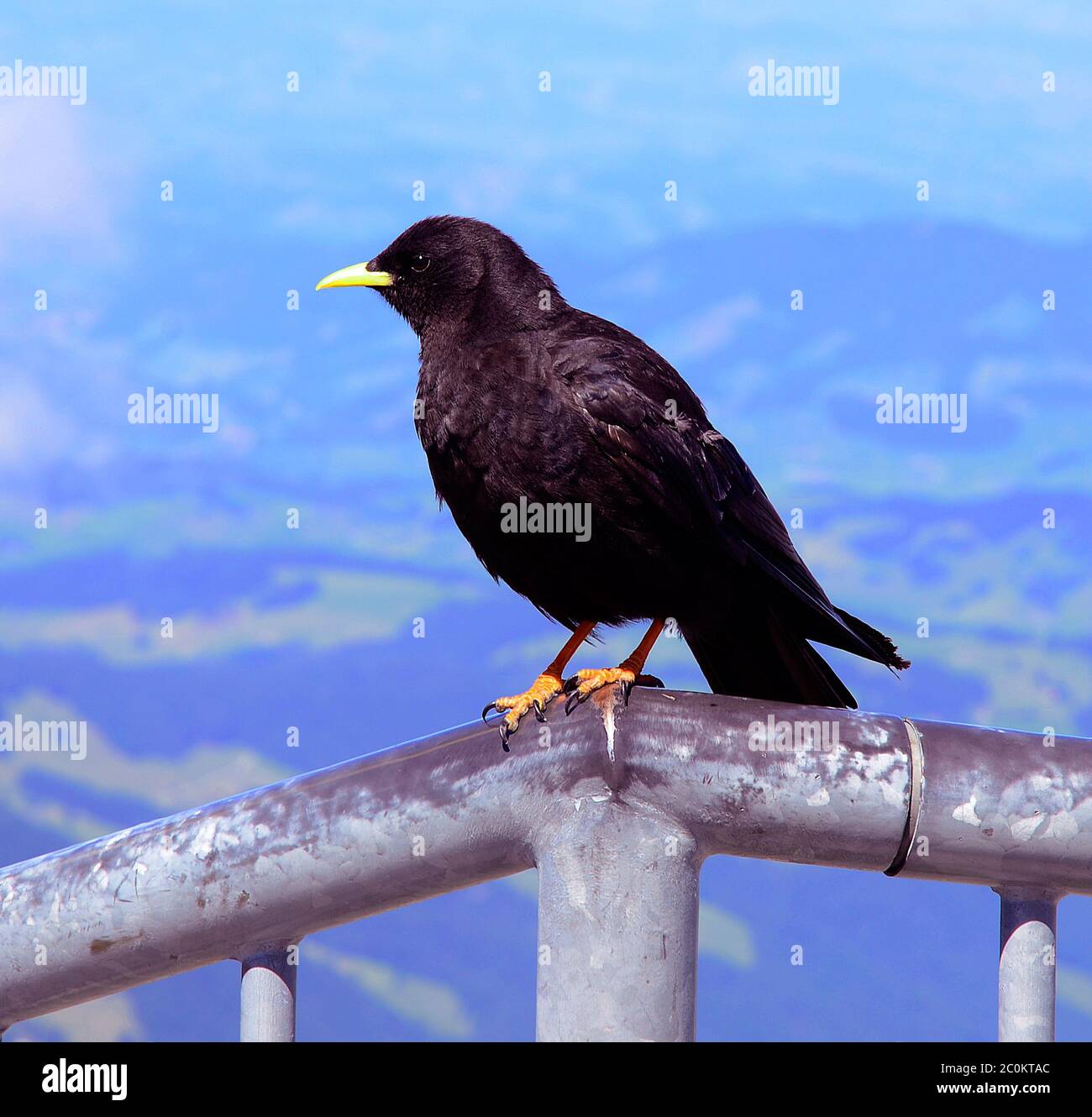 Jackdaw, bird, alps, Pyrrhocorax graculus Stock Photo