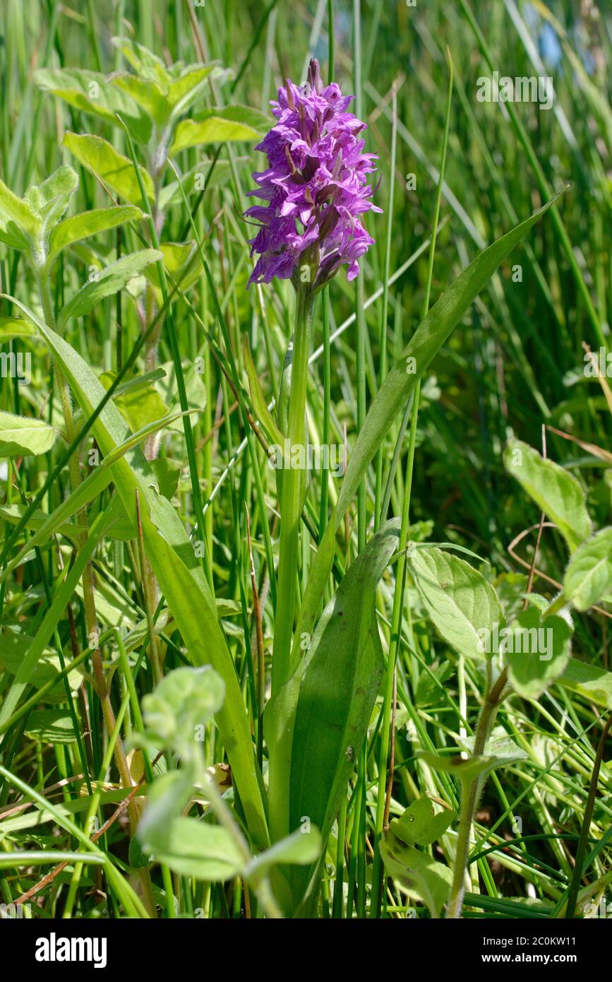 Southern Marsh x Common Spotted hybrid Orchid - Dactylorhiza x grandis  Note faint spotted leaves Stock Photo