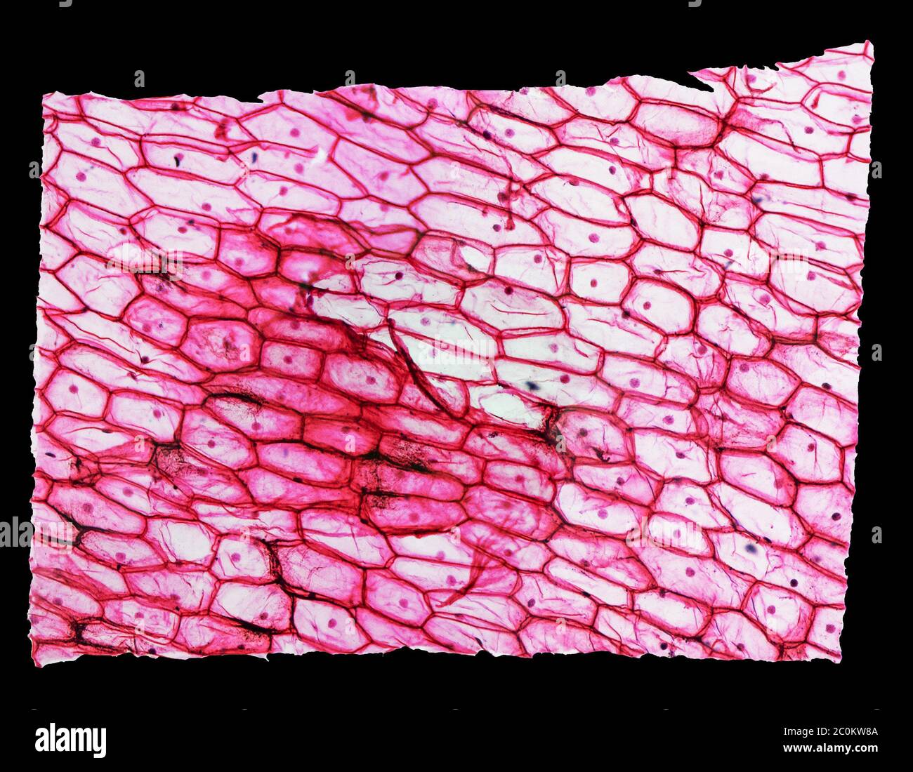 Onion Under Microscope Onion Cells Hi Res Stock Photography And Images