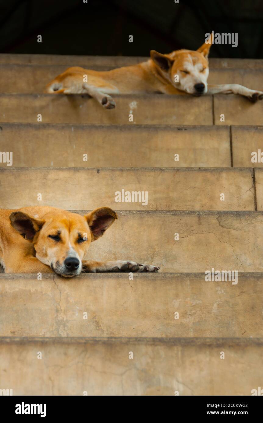Two dogs sleeping on stairs Stock Photo Alamy