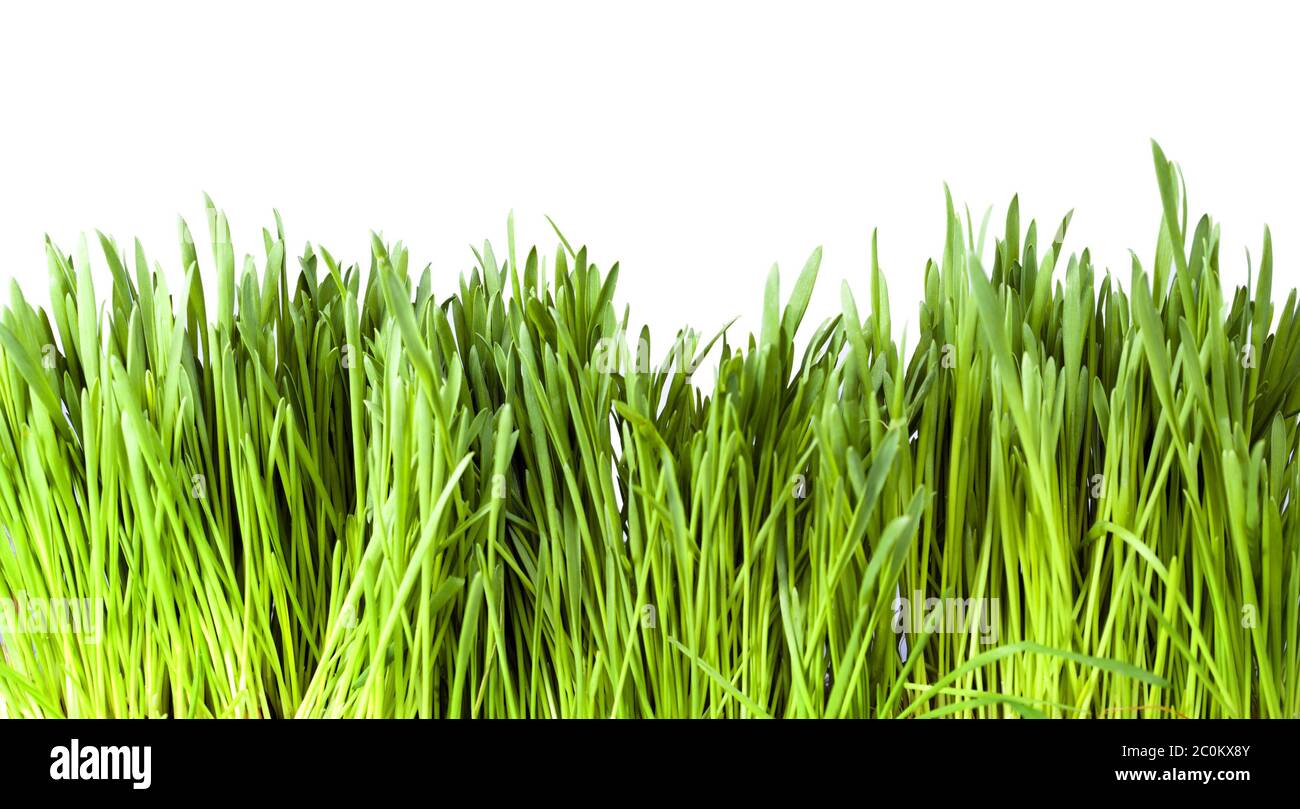Green grass on a white background Stock Photo - Alamy