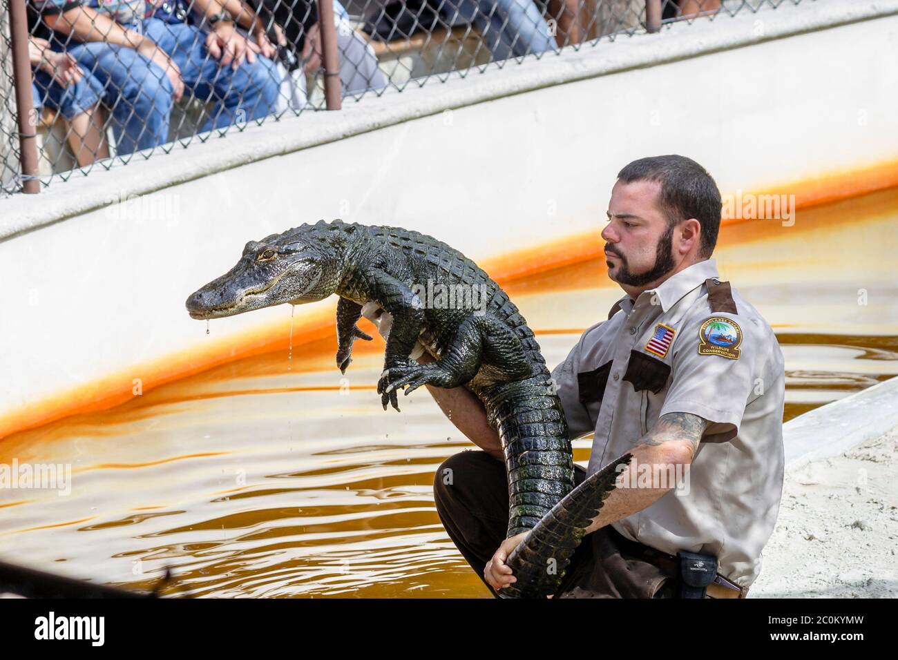 A handler holding up an American Alligator in an enclosure in Everglades Safari Park, Miami, Florida Fl, USA Stock Photo