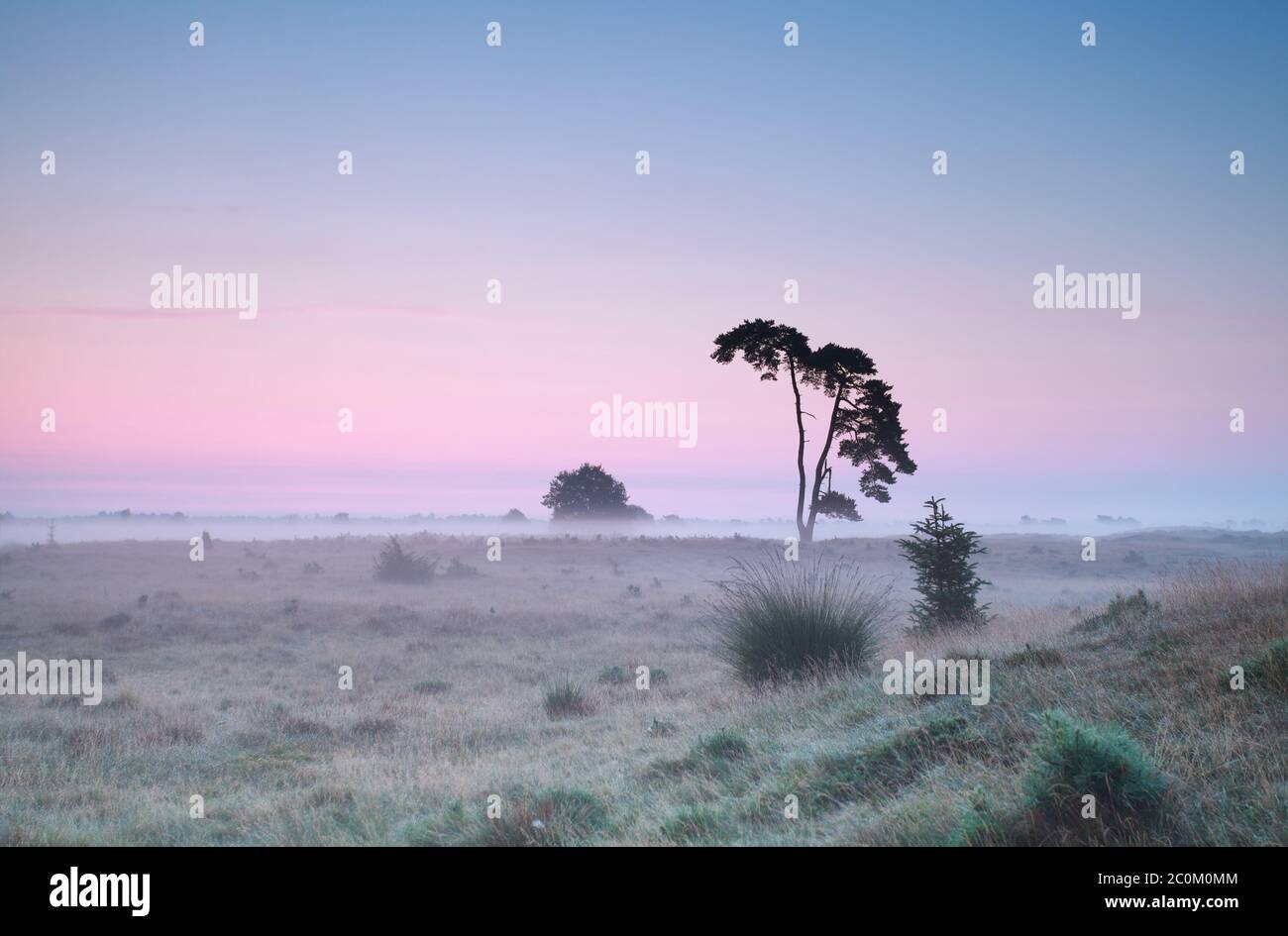 tranquil summer sunrise and lone pine tree Stock Photo