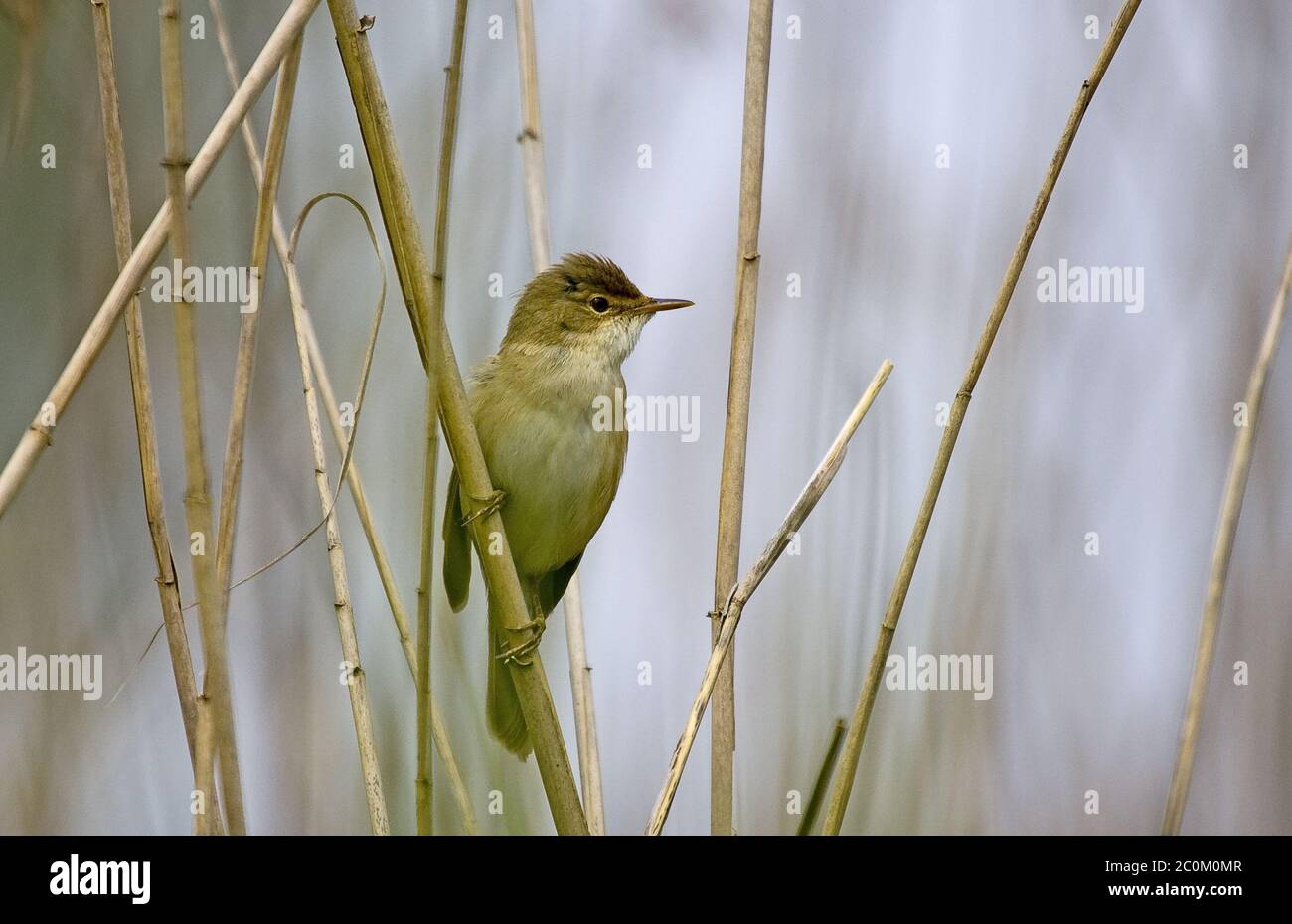 Reed Warbler Acrocephalus scirpaceus Stock Photo