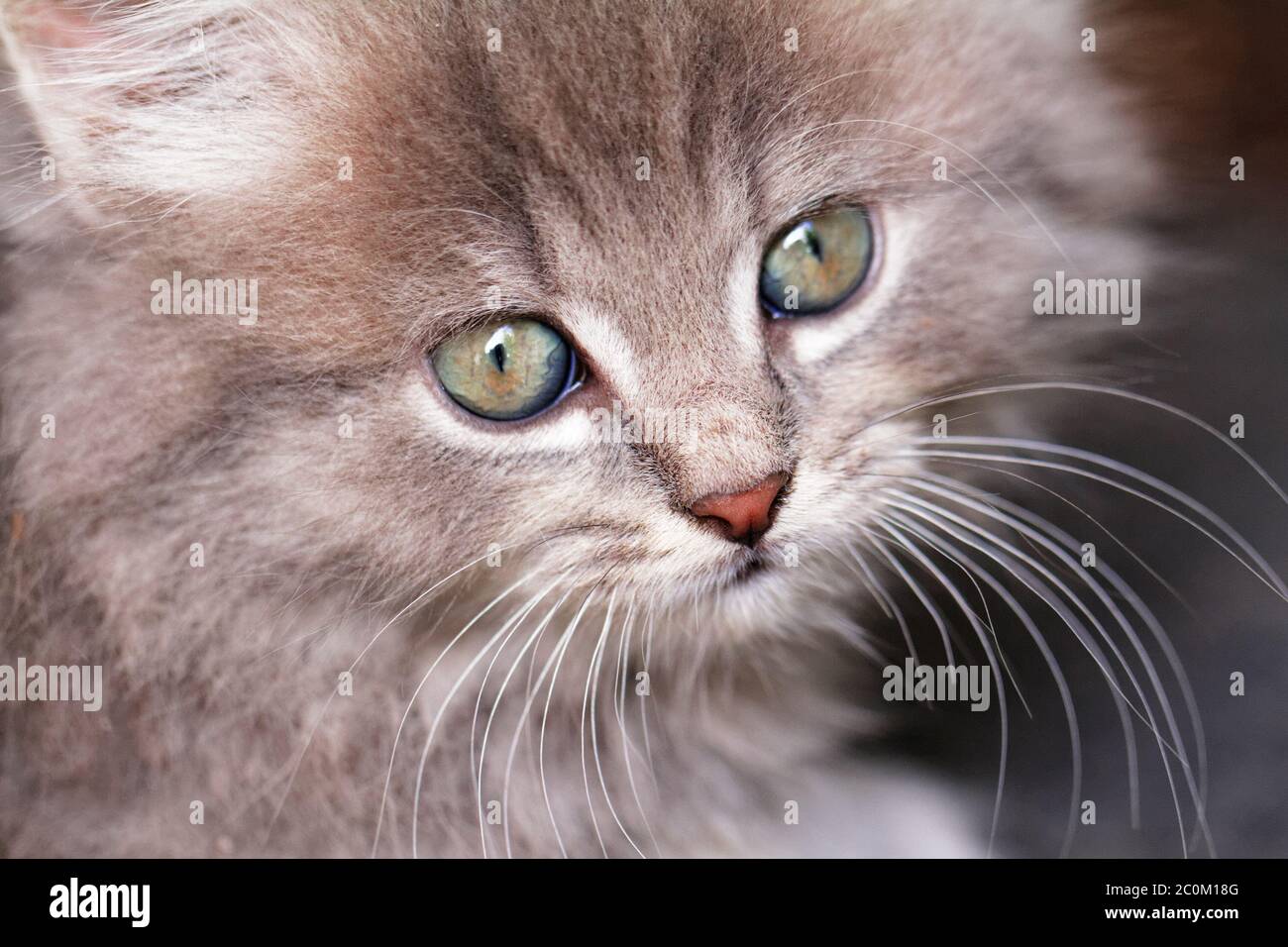 Close up photo of a cute small cat Stock Photo