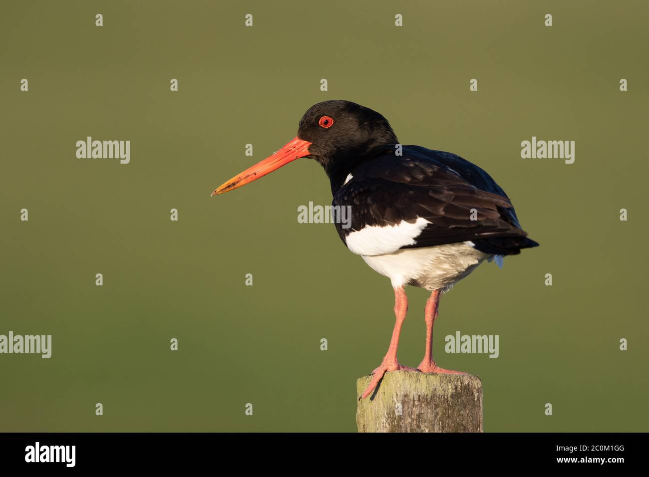 An Oystercatcher (Haematopus ostralegus) displays on its breeding grounds on North Uist, western