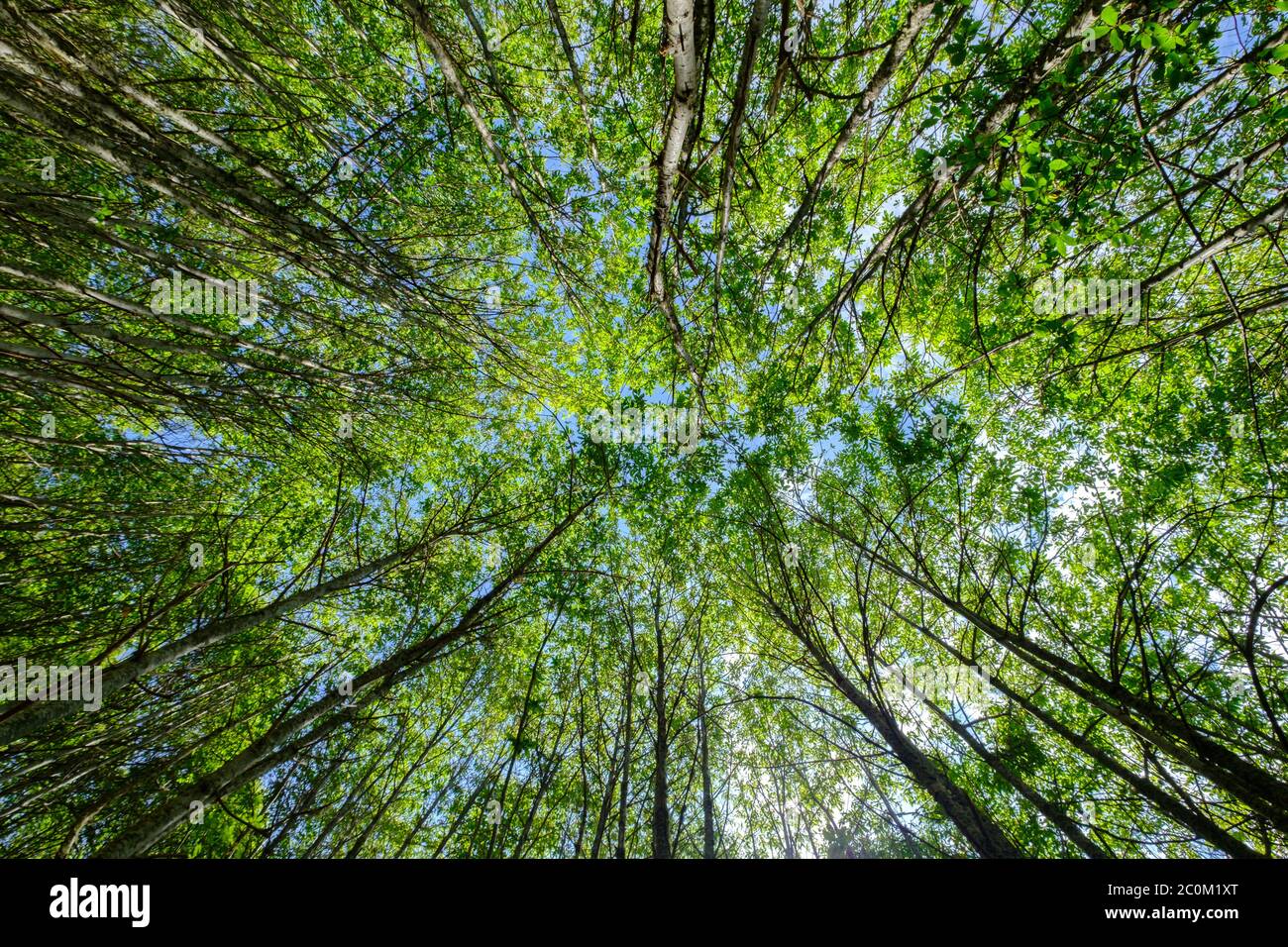 Trees upward nadir view to height in forest, growth and progress of nature concept reach the light achieving goals Stock Photo