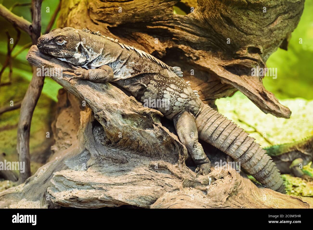Guatemalan Spiny-tailed Iguana Stock Photo