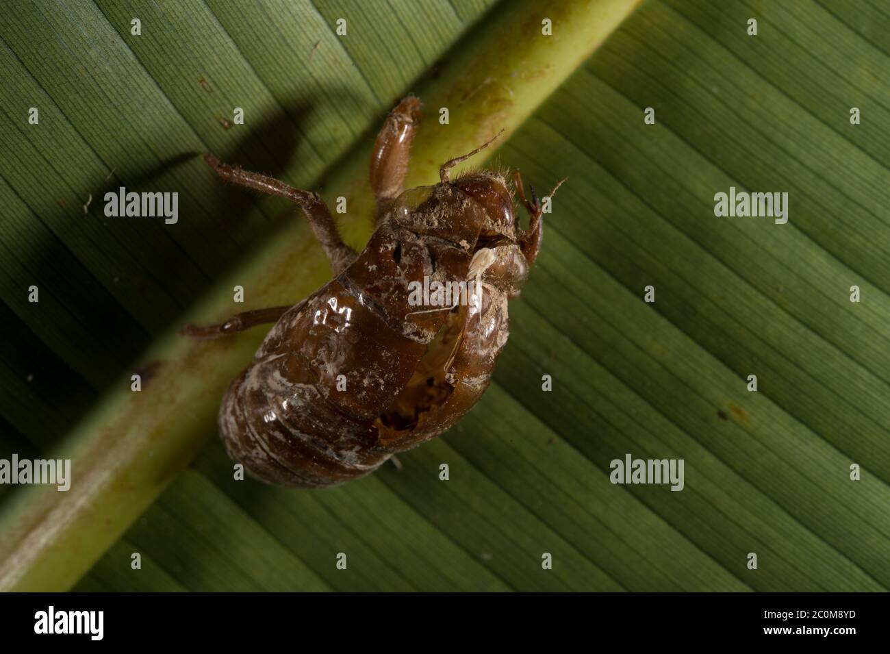 Cicada exuvia, Cicadidae, Jaco, Costa Rica, Centroamerica Stock Photo