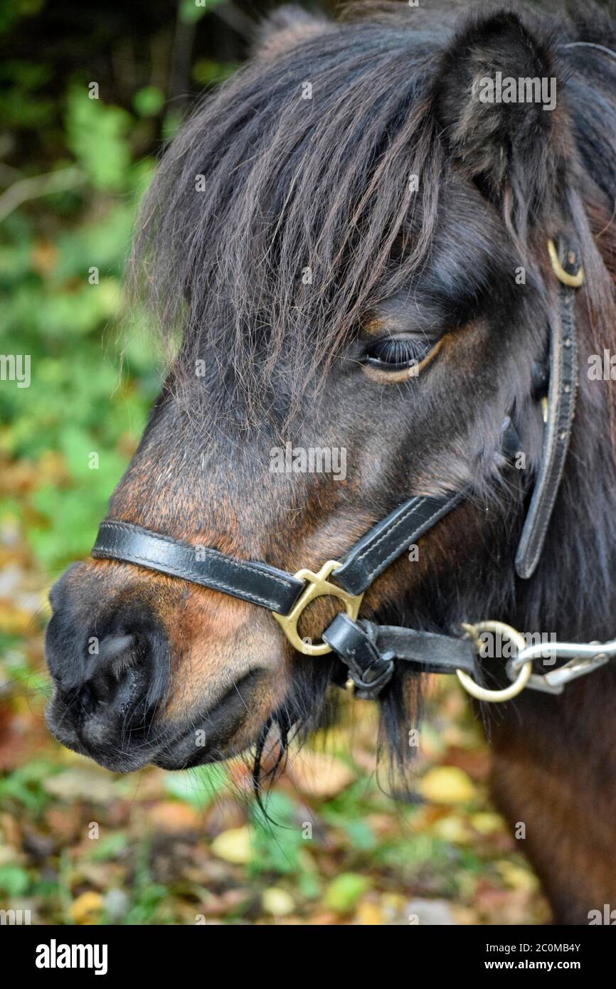 shetland pony portrait Stock Photo