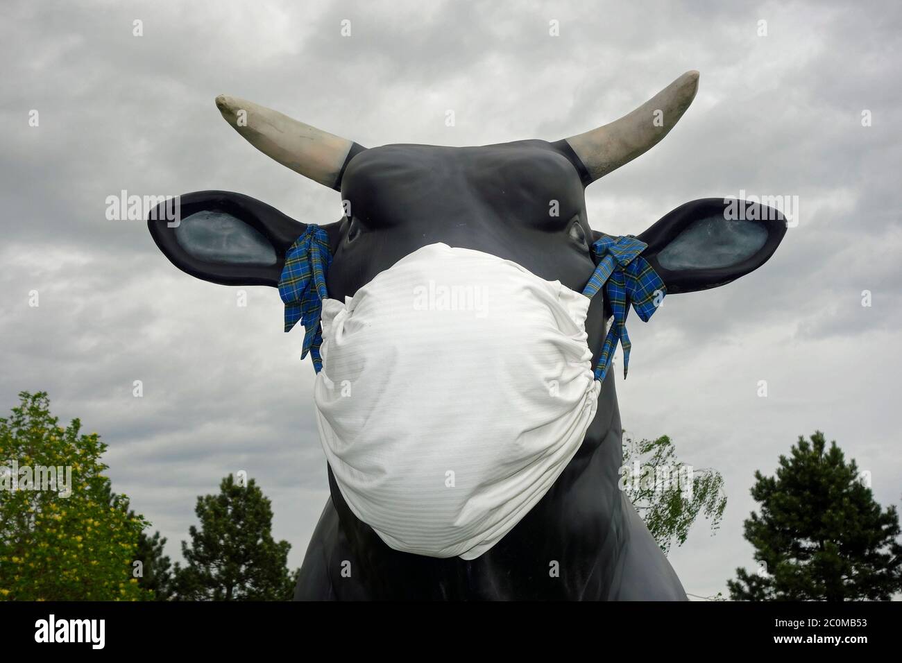 Bull with surgical mask on Stock Photo