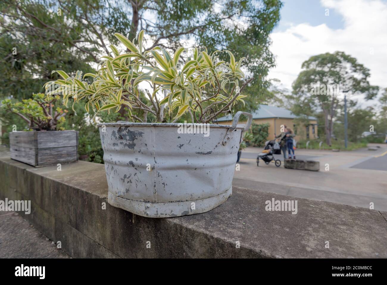An old painted steel baby's bath is converted into a pot plant holder outside a cafe at Middle Head in Sydney, Australia Stock Photo