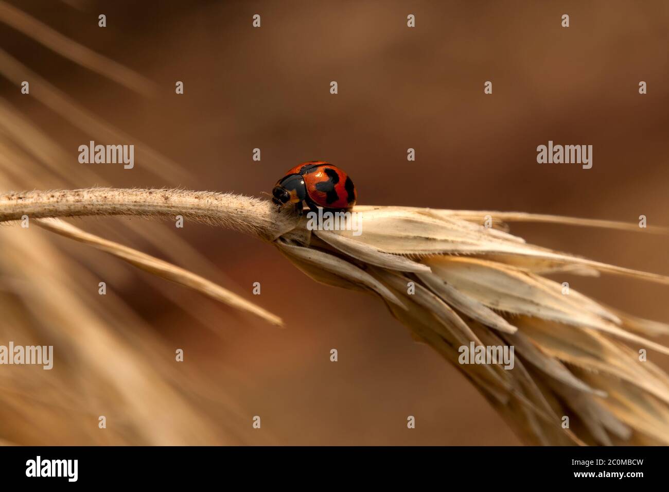 Sydney Australia, laybug on stem of a dried ear of wheat Stock Photo
