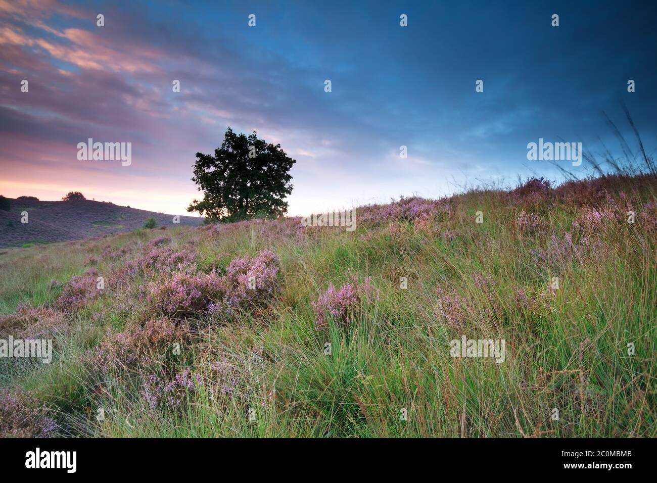 flowering heather on hill at sunrise Stock Photo
