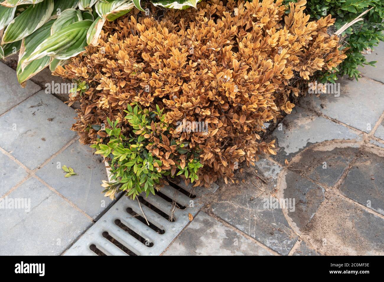Boxwood decline that is caused by dogs urinating against it Stock Photo Alamy