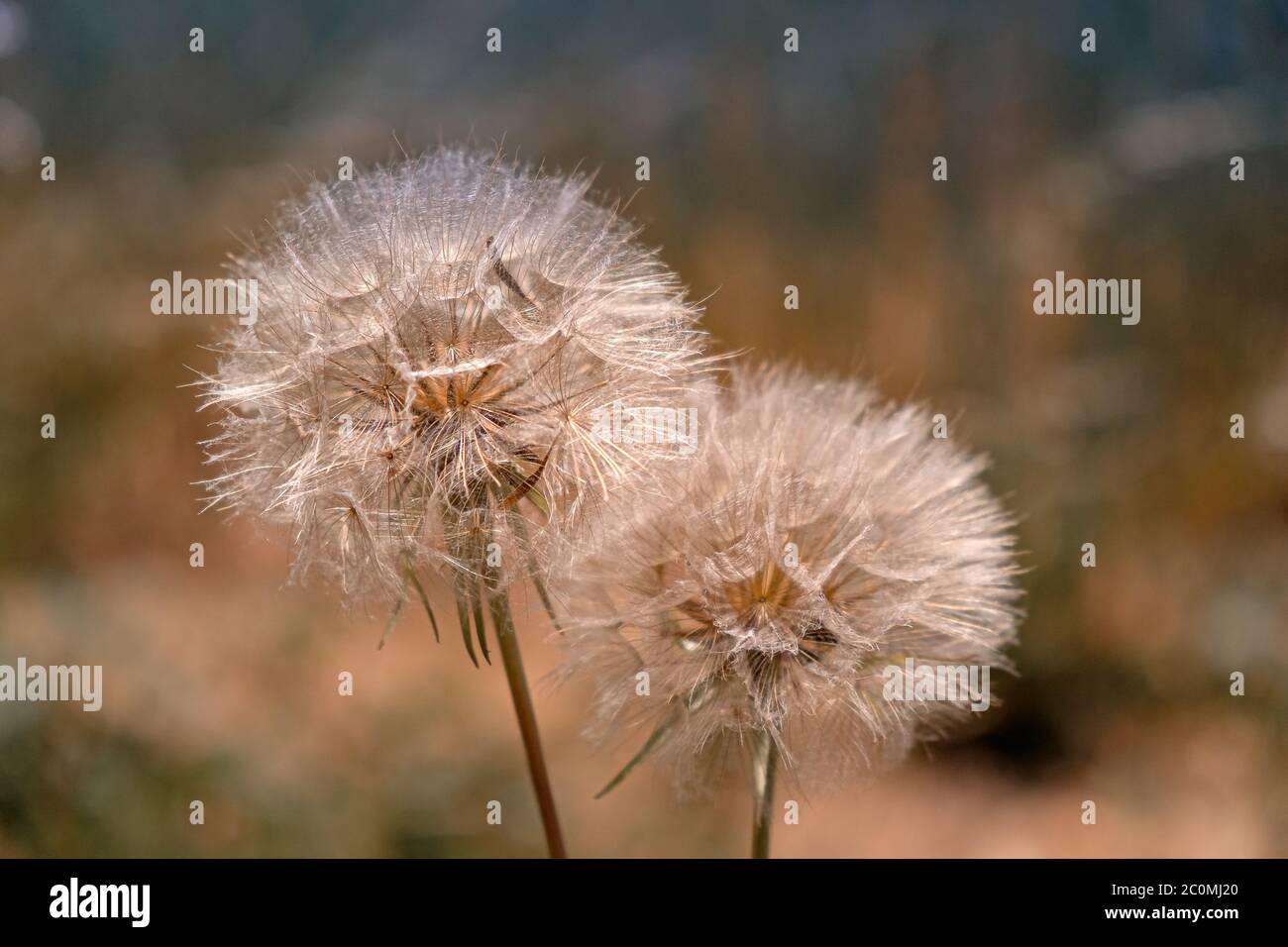 close-up of dandelion Stock Photo