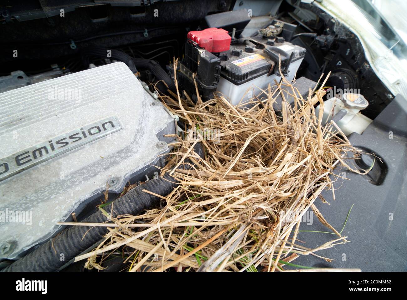 Starling nest in electric car Stock Photo