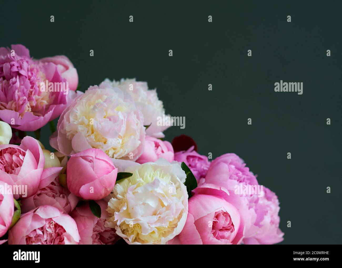 Background with beautiful white and pink flowers peonies. Stock Photo