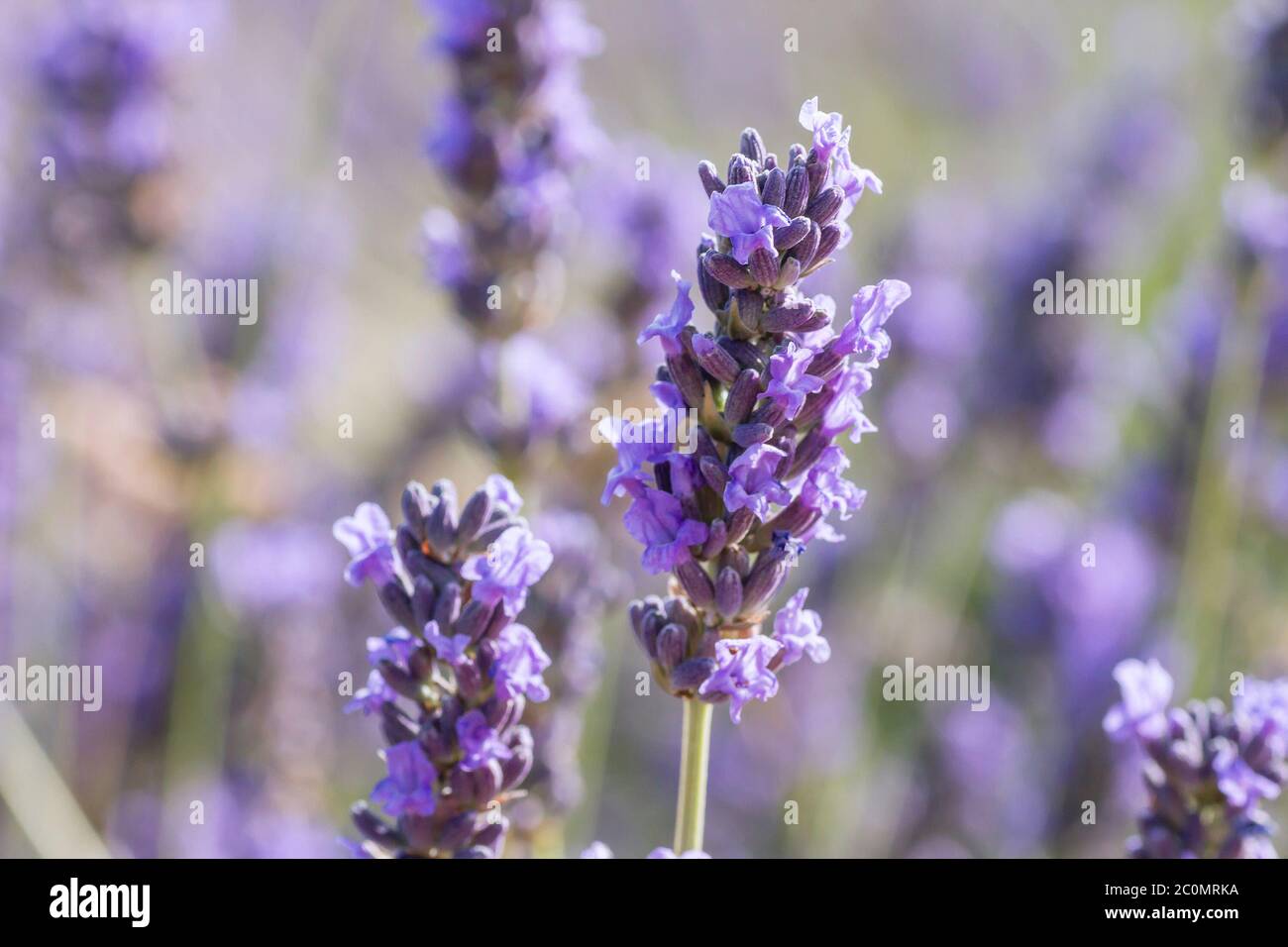 Lavender purple flowers hires stock photography and images Alamy