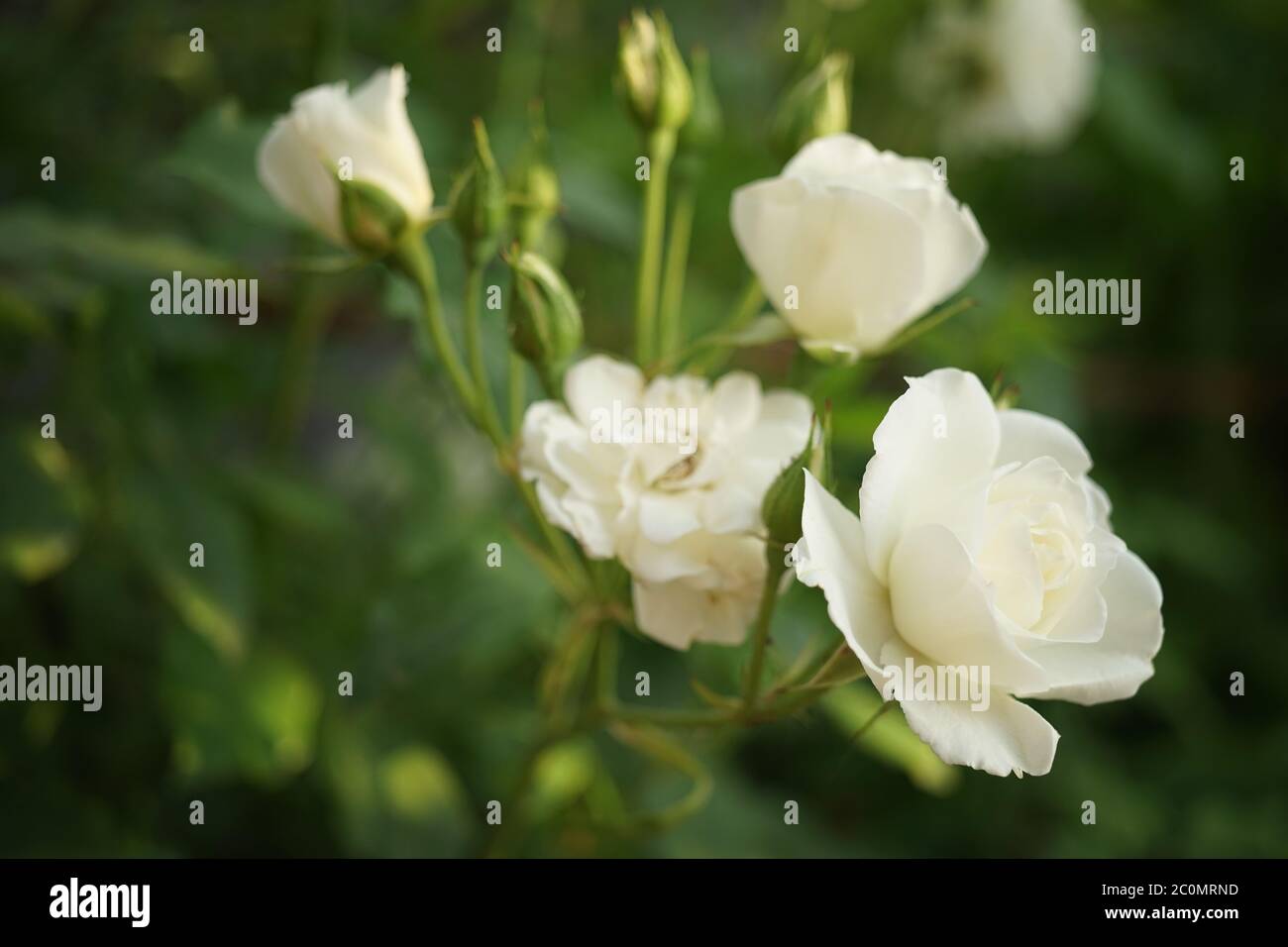 Beautiful bushy white roses grow in the garden Stock Photo Alamy