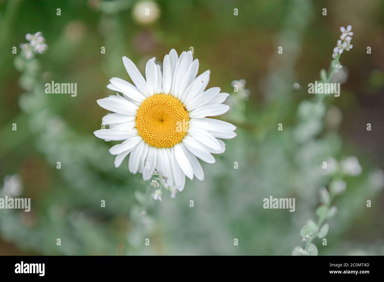 daisy flower head Stock Photo