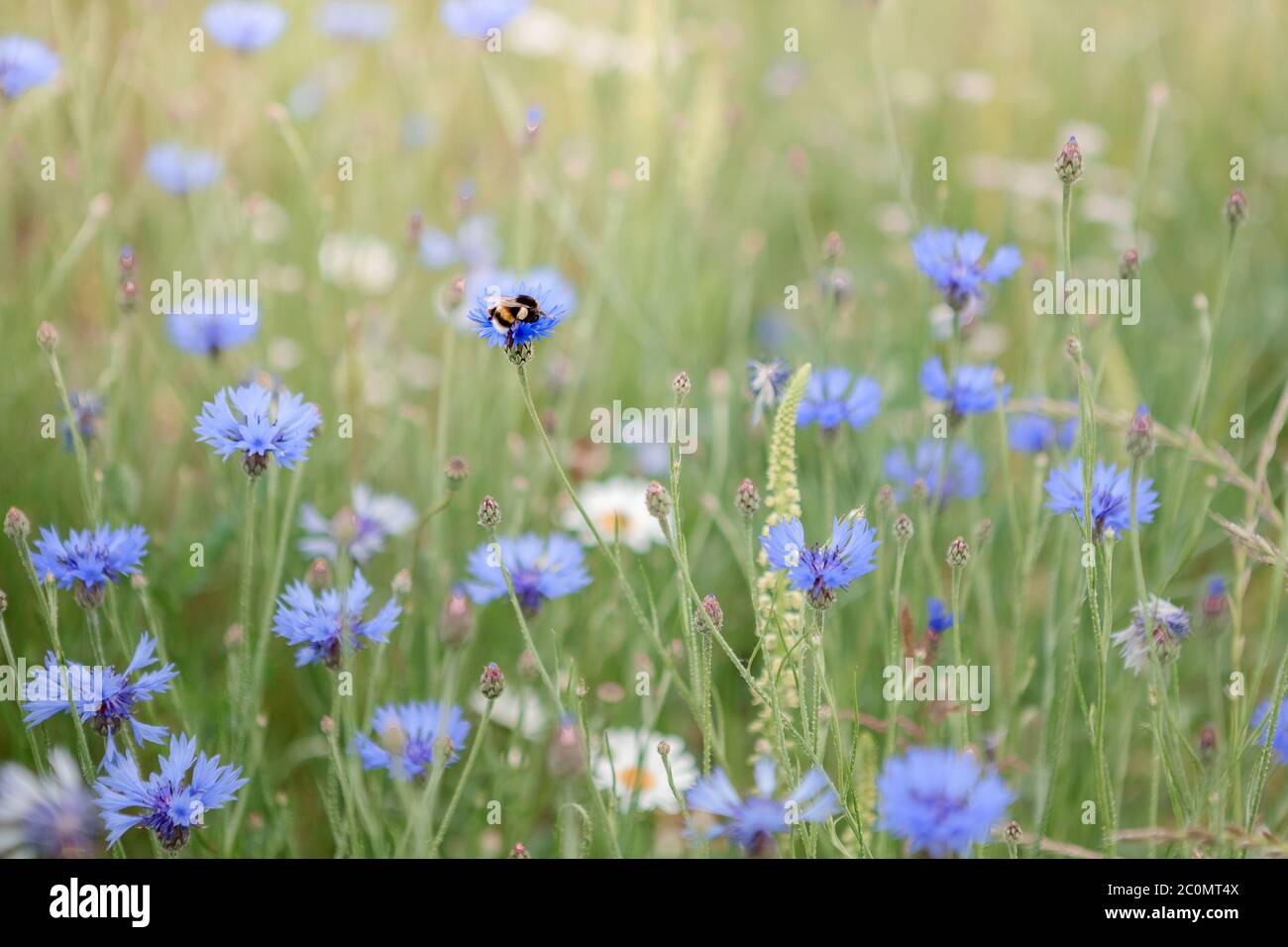 bee and blue cornflower Stock Photo