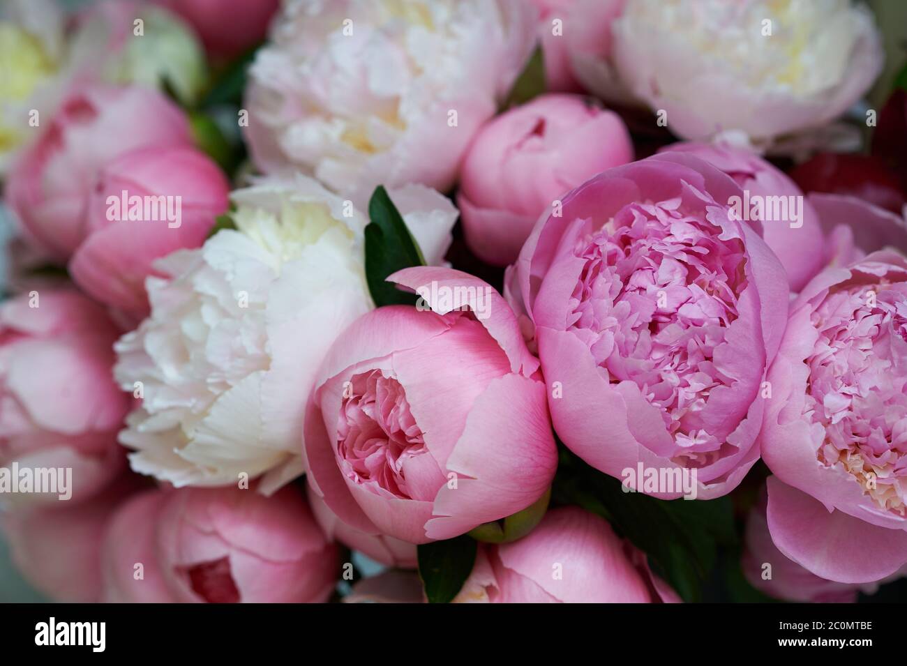 Background with beautiful white and pink flowers peonies. Stock Photo